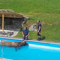 kuh_in_pool_2.jpg