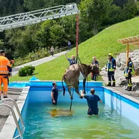 kuh_in_pool_11.jpg