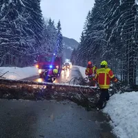 180120_baum_wachterl.jpg