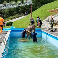 kuh_in_pool_9.jpg