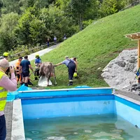 kuh_in_pool_12.jpg