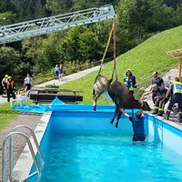kuh_in_pool_10.jpg