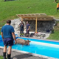 kuh_in_pool_1.jpg