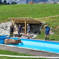 kuh_in_pool_3.jpg