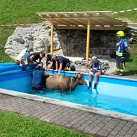 kuh_in_pool_7.jpg